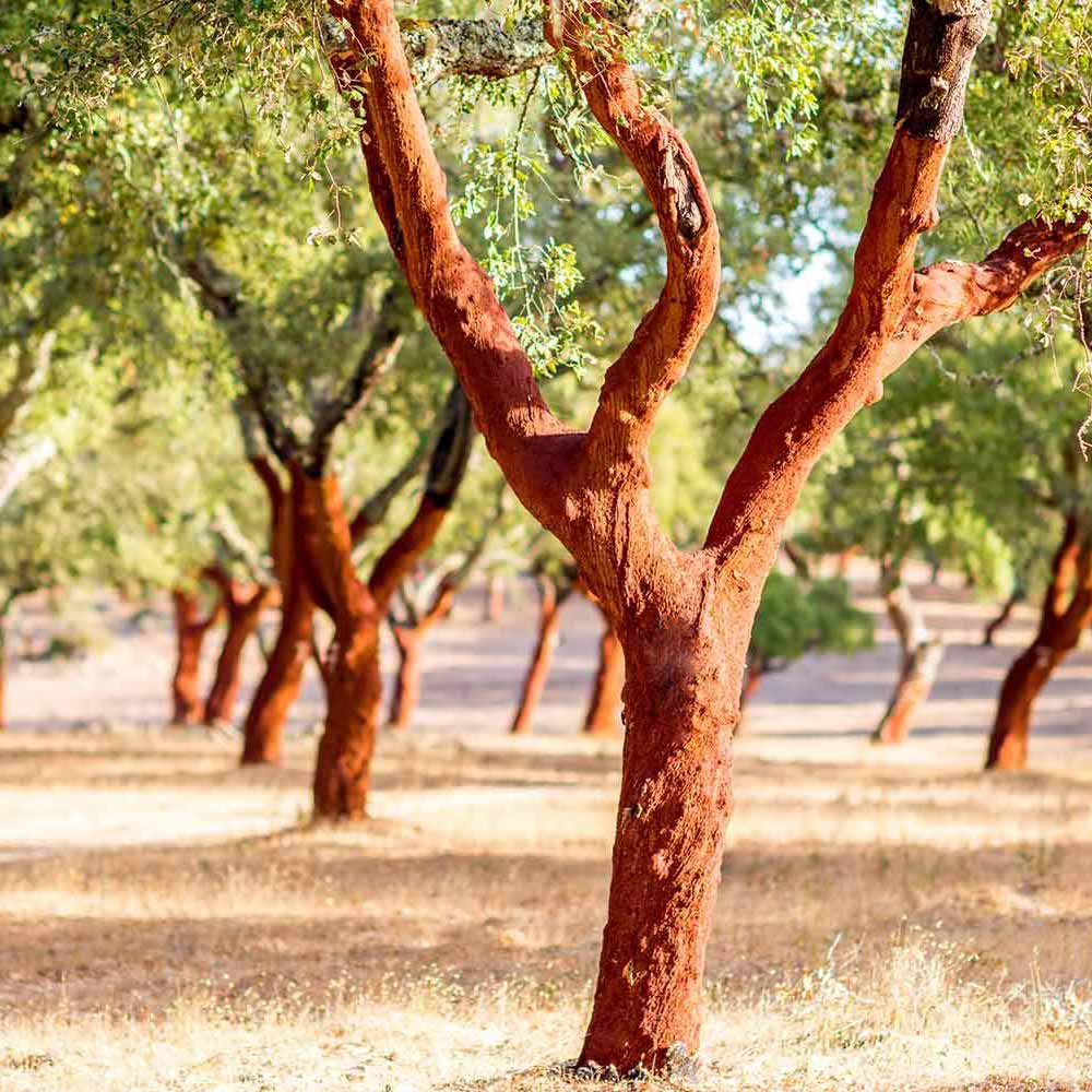 The features and benefits of Cork