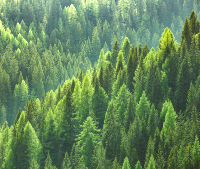 The Gumbies Sustainability Journey
